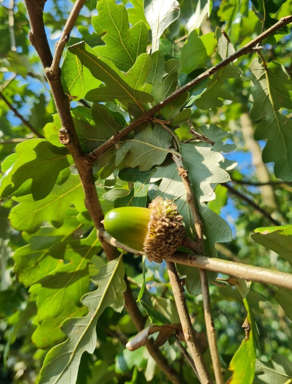 Spaanse eik 'Diversifolia' | Meerstammig