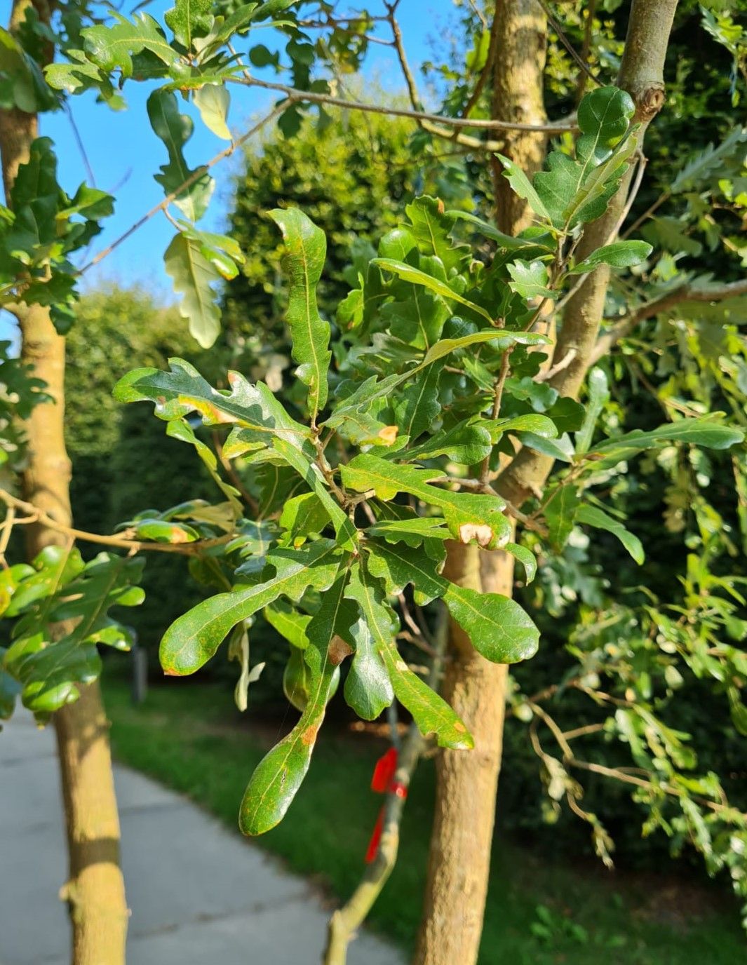 Spaanse eik 'Diversifolia' | Meerstammig