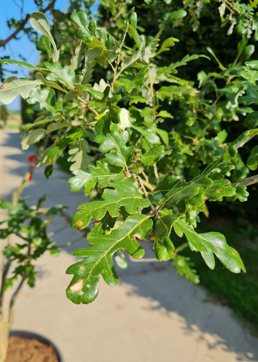 Spaanse eik 'Diversifolia' | Meerstammig