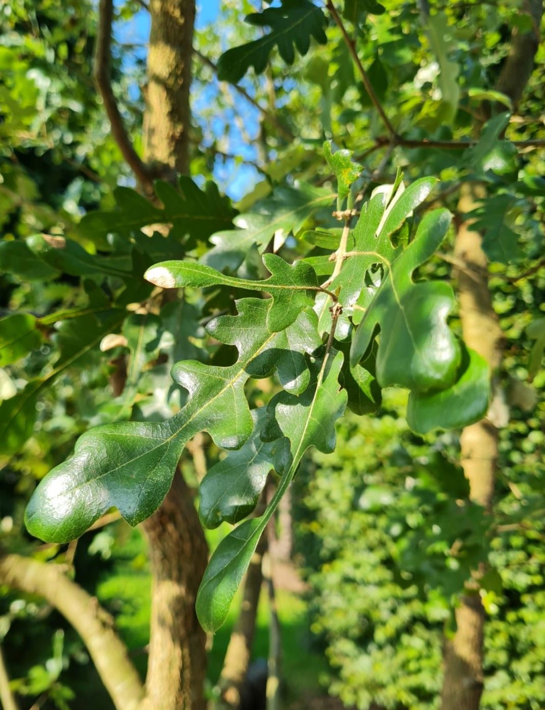 Spaanse eik 'Diversifolia' | Meerstammig