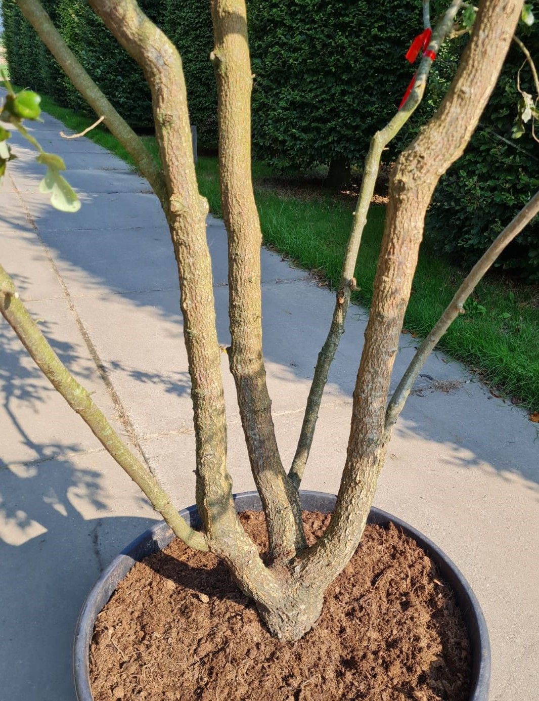 Spaanse eik 'Diversifolia' | Meerstammig