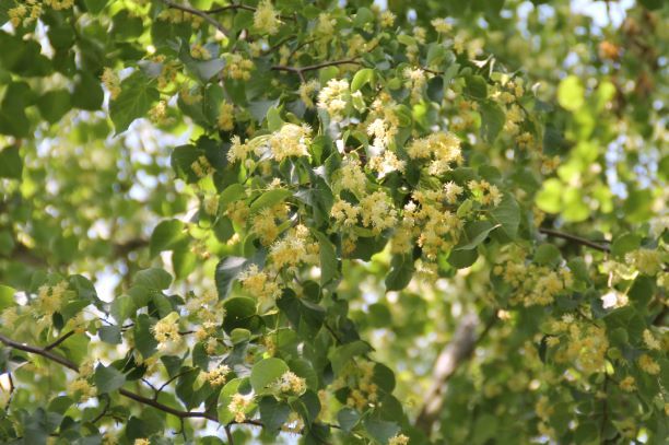 Winterlinde | Blokvorm