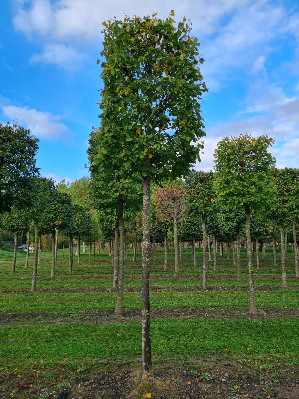Winterlinde | Blokvorm