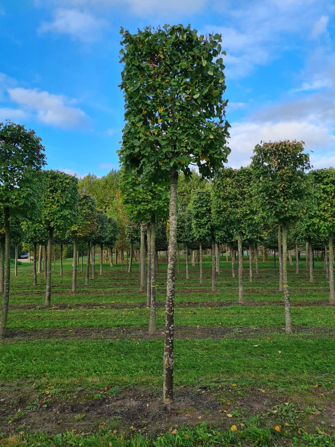 Winterlinde | Blokvorm