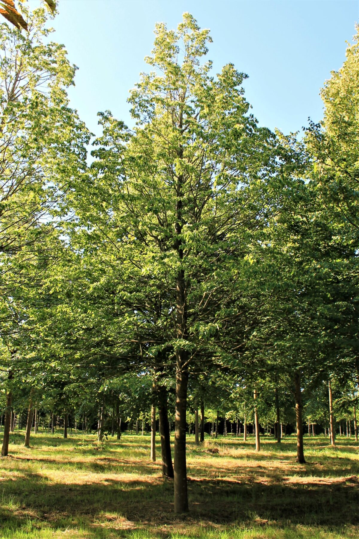 Winterlinde | Hoogstam