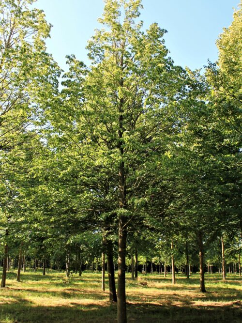 Winterlinde | Hoogstam