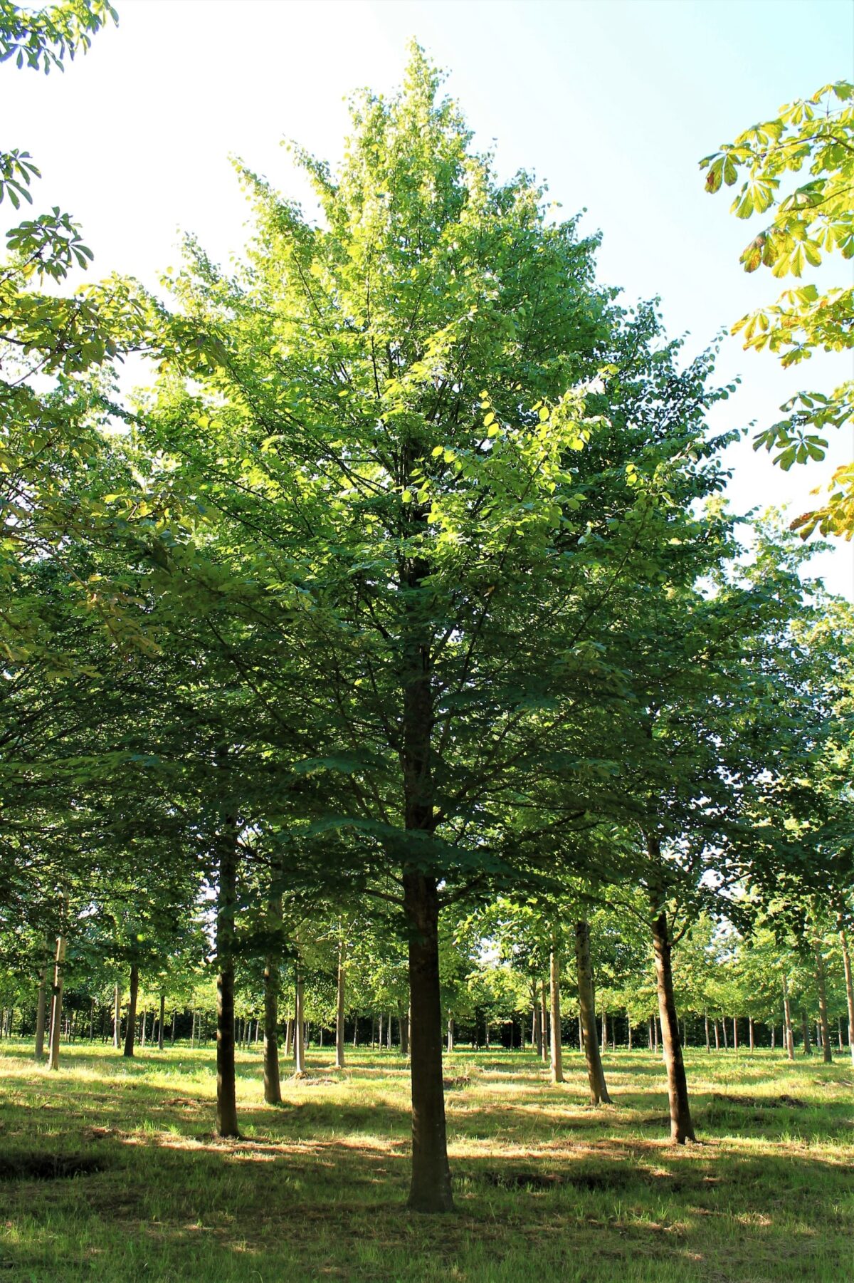 Winterlinde | Hoogstam