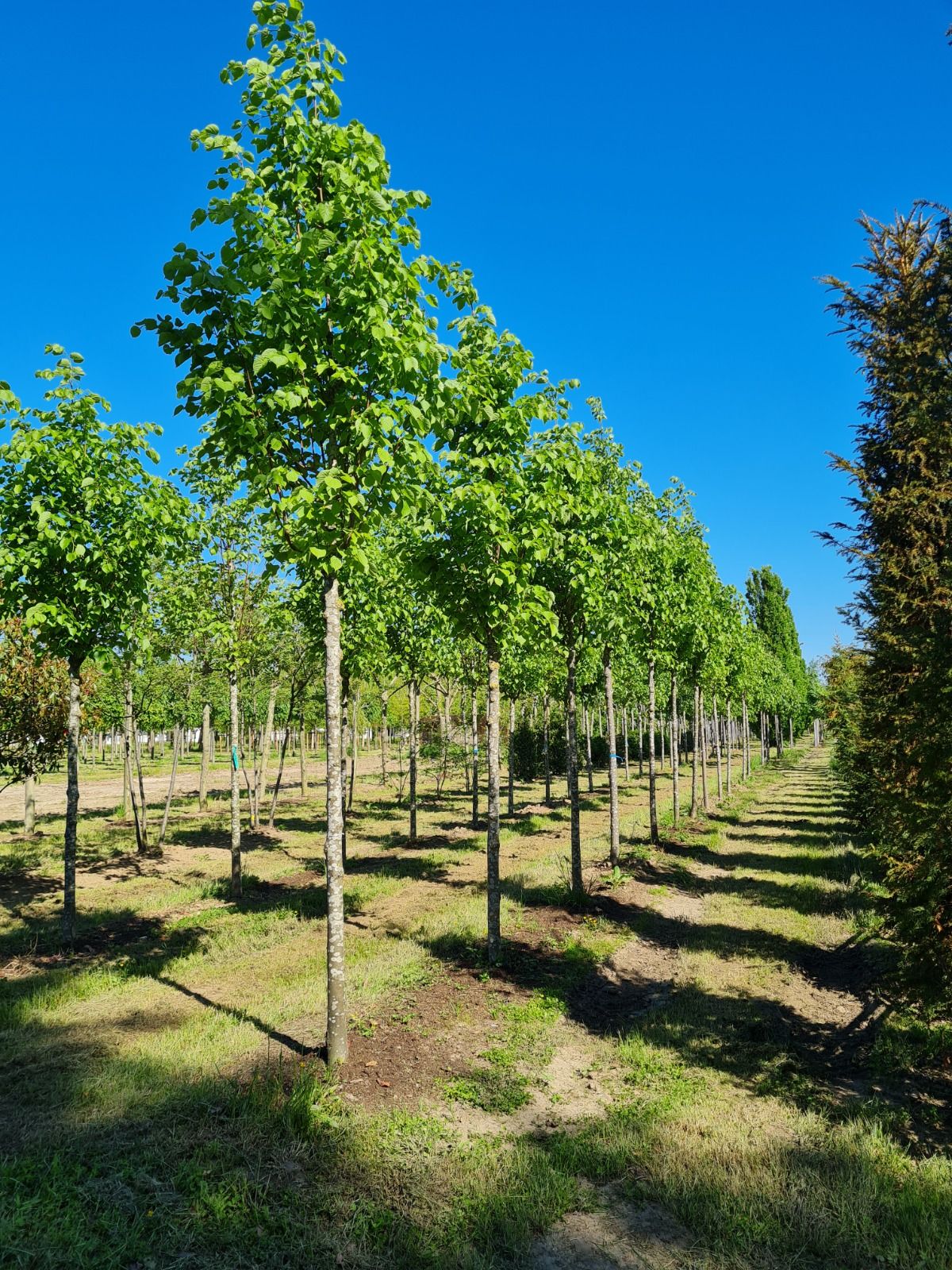 Winterlinde | Hoogstam