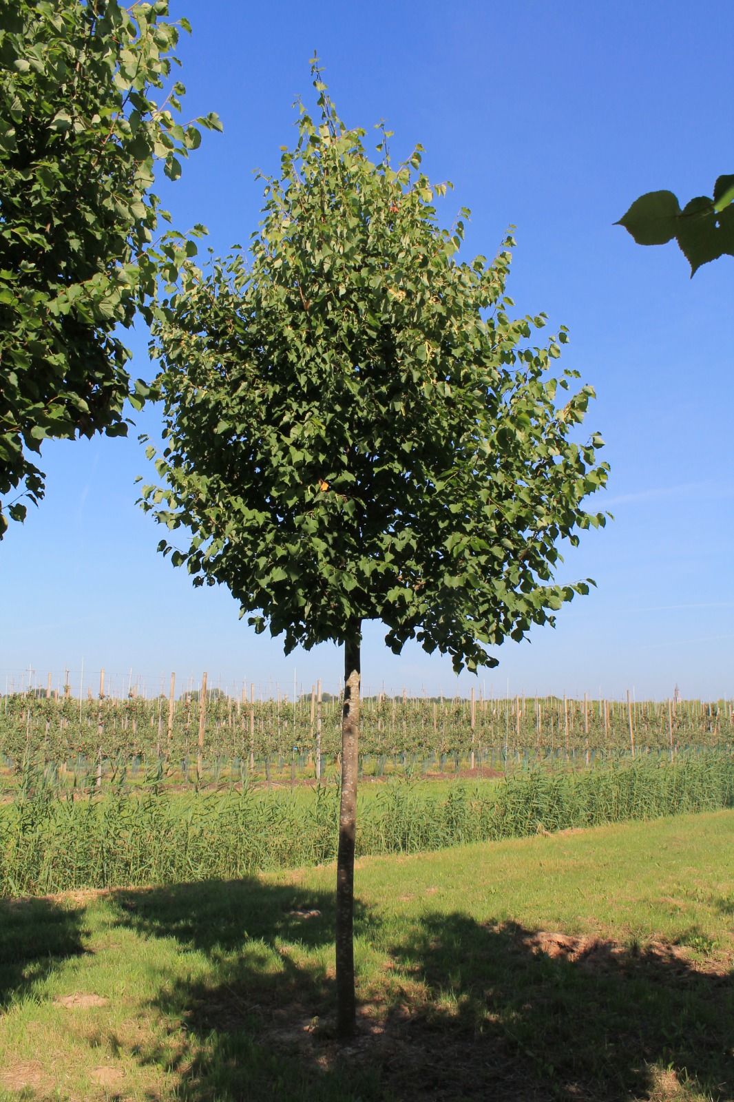 Winterlinde | Hoogstam