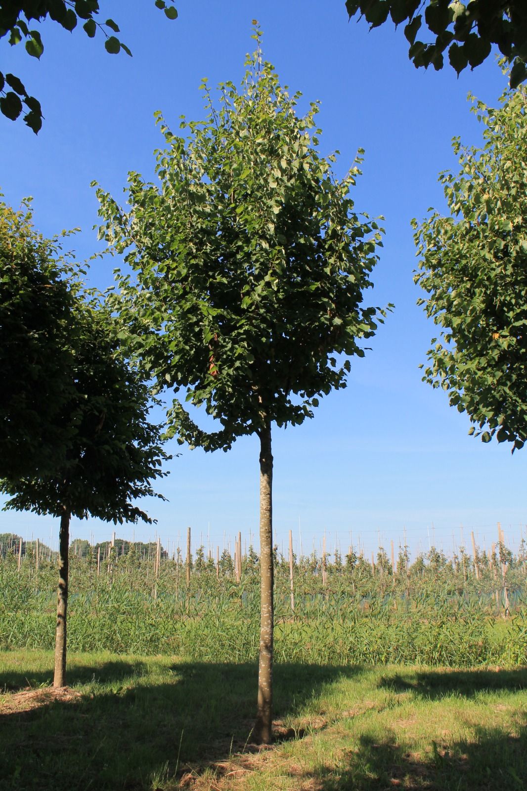 Winterlinde | Hoogstam