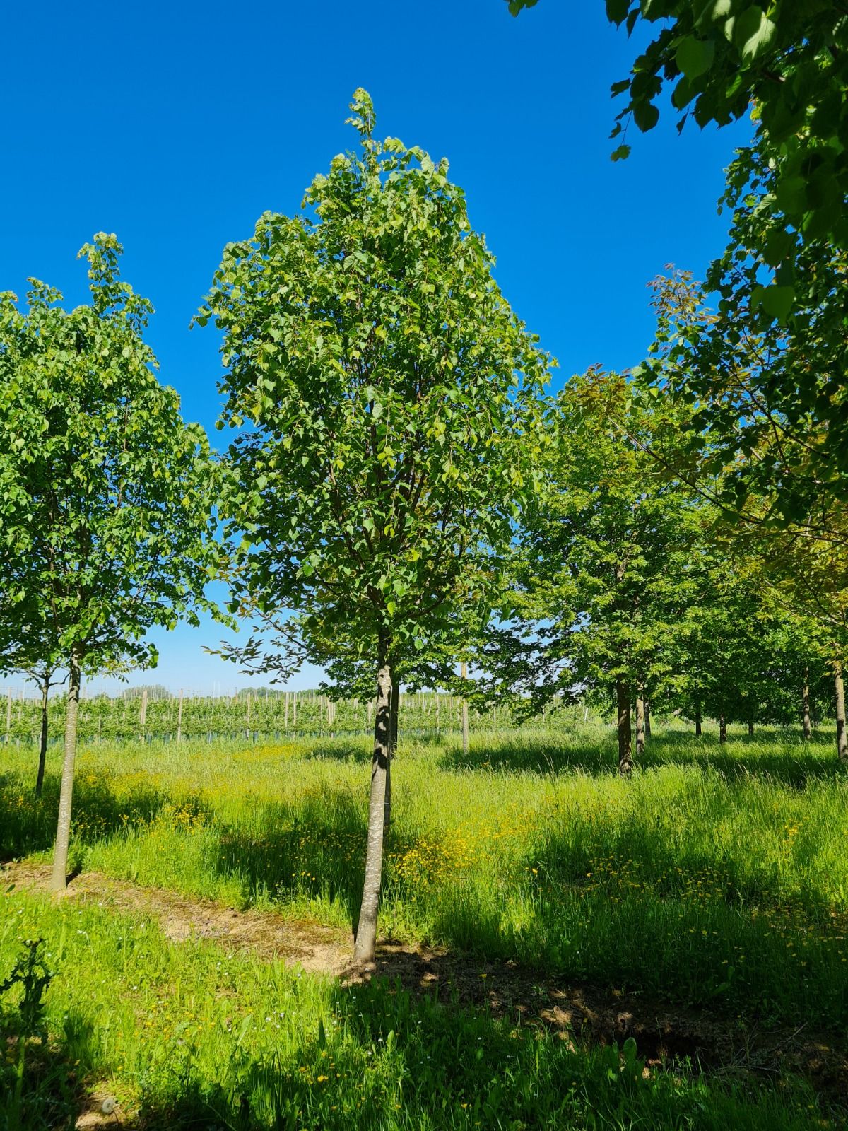 Winterlinde | Hoogstam