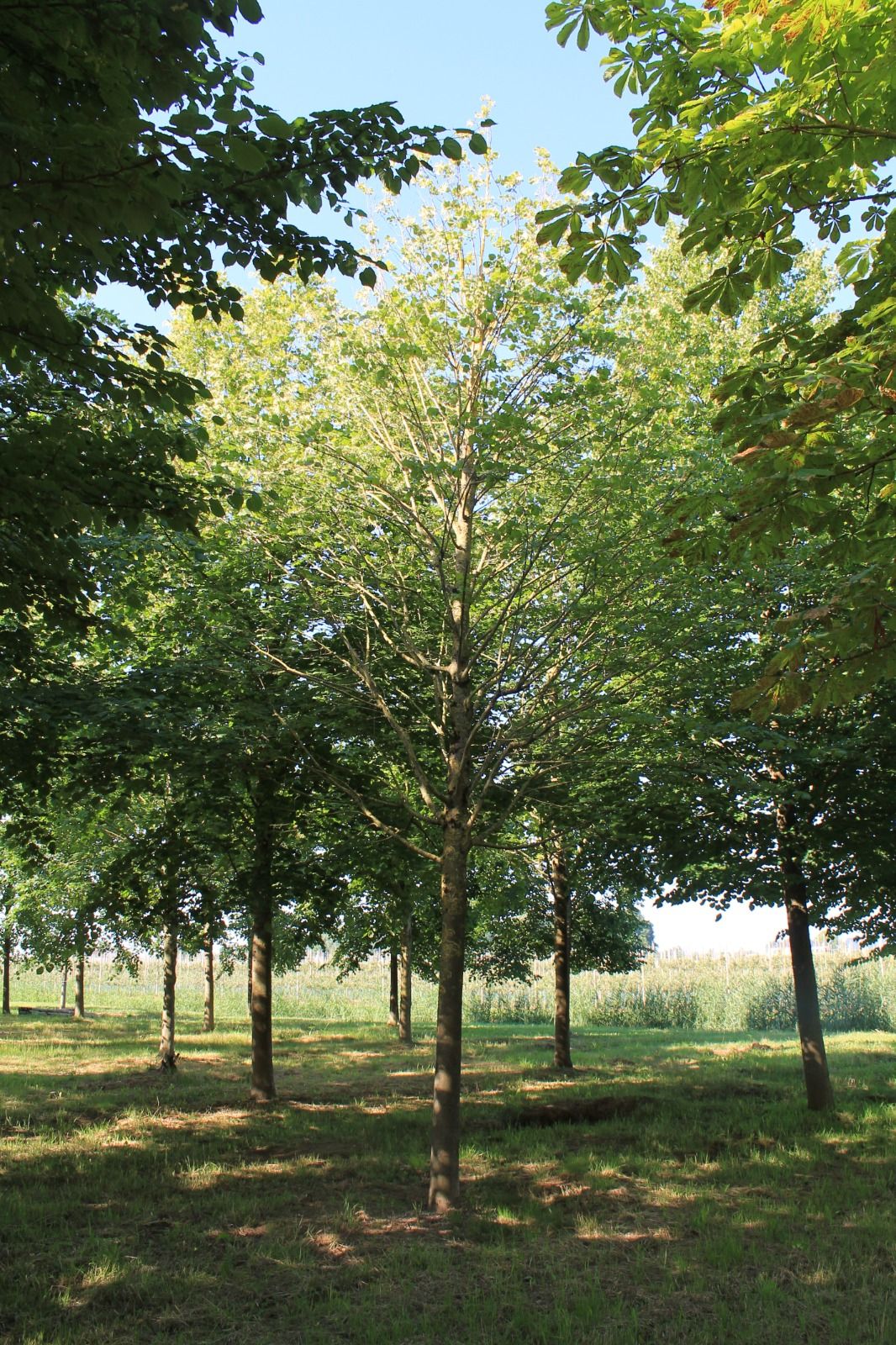 Winterlinde | Hoogstam