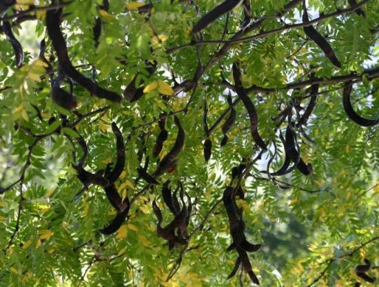 Witte acacia | Meerstammig