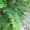 Witte acacia | Meerstammig