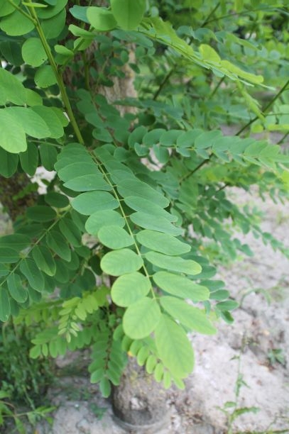 Witte acacia | Meerstammig