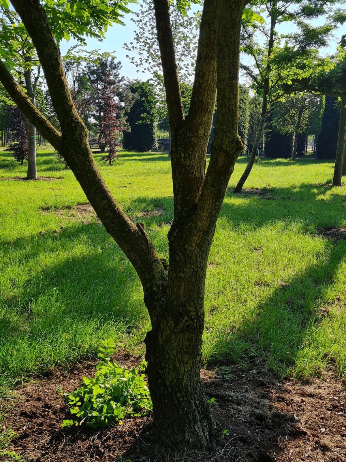 Witte acacia | Meerstammig