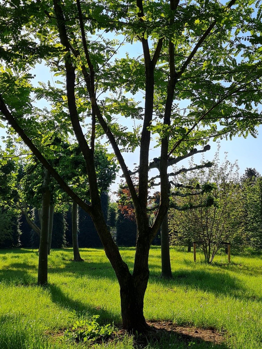 Witte acacia | Meerstammig