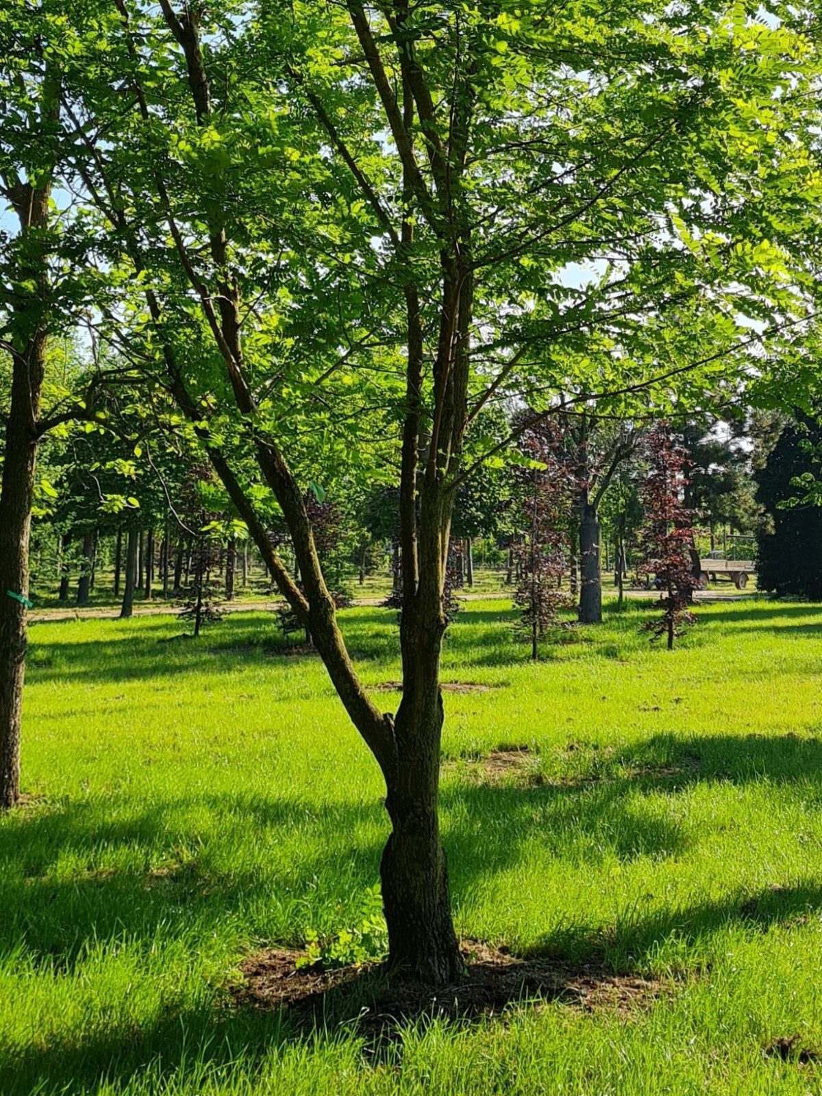 Witte acacia | Meerstammig