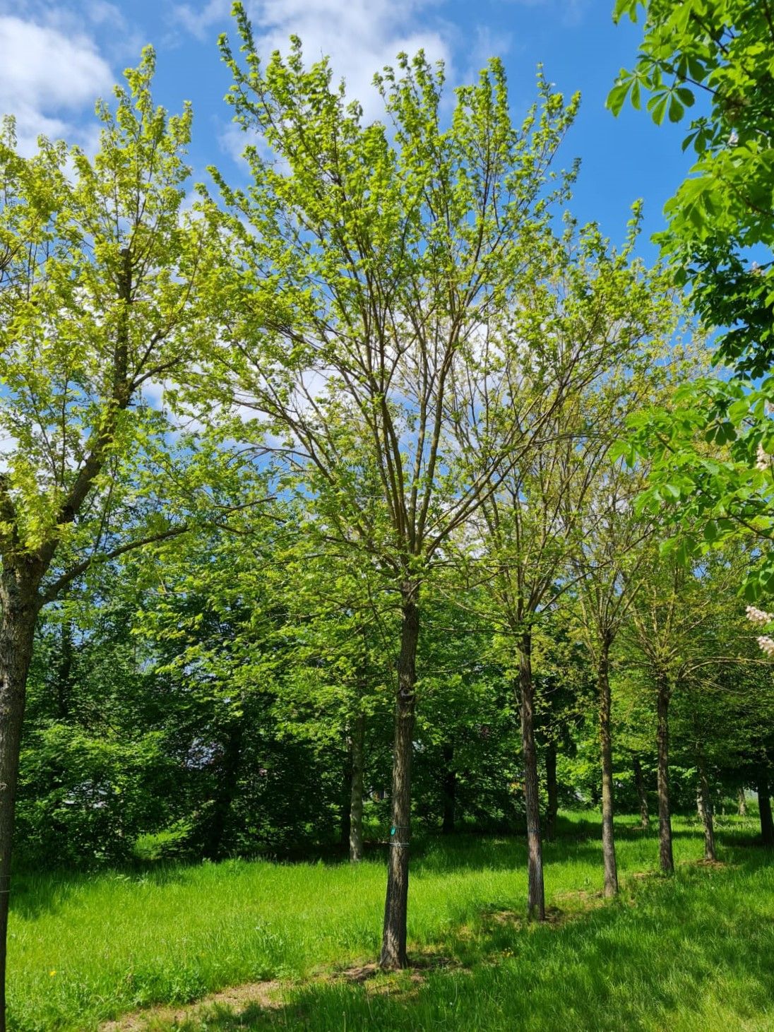 Witte Moerbei | Knotvorm