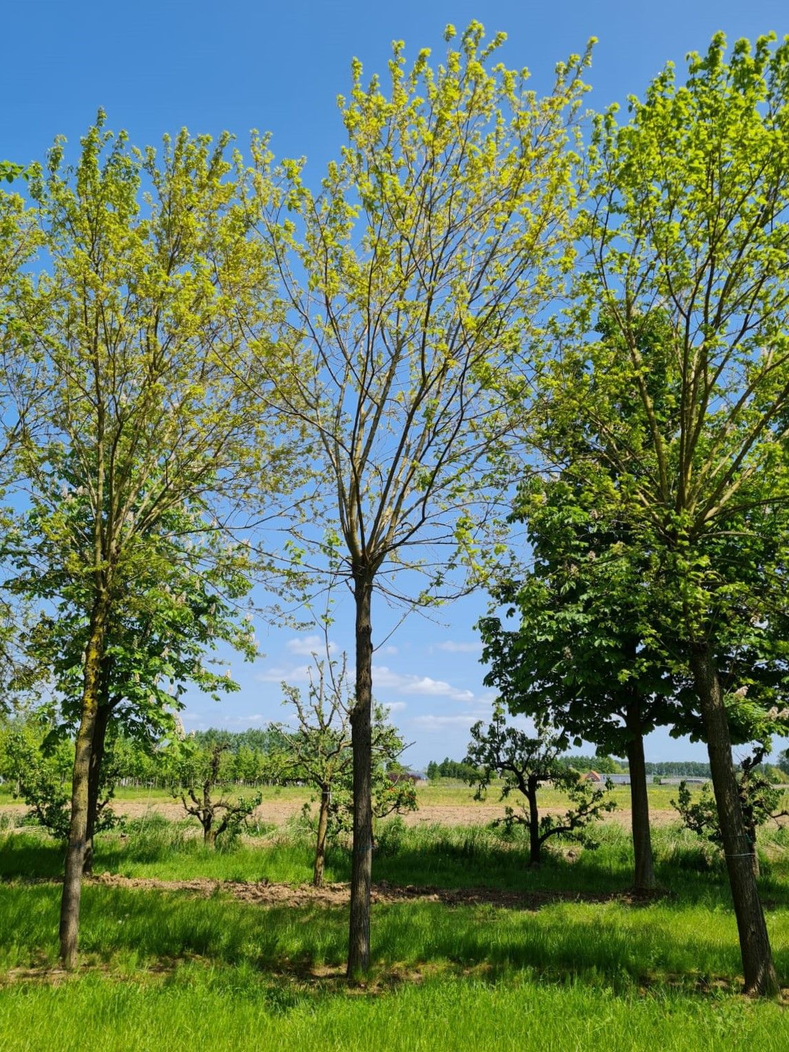 Witte Moerbei | Knotvorm