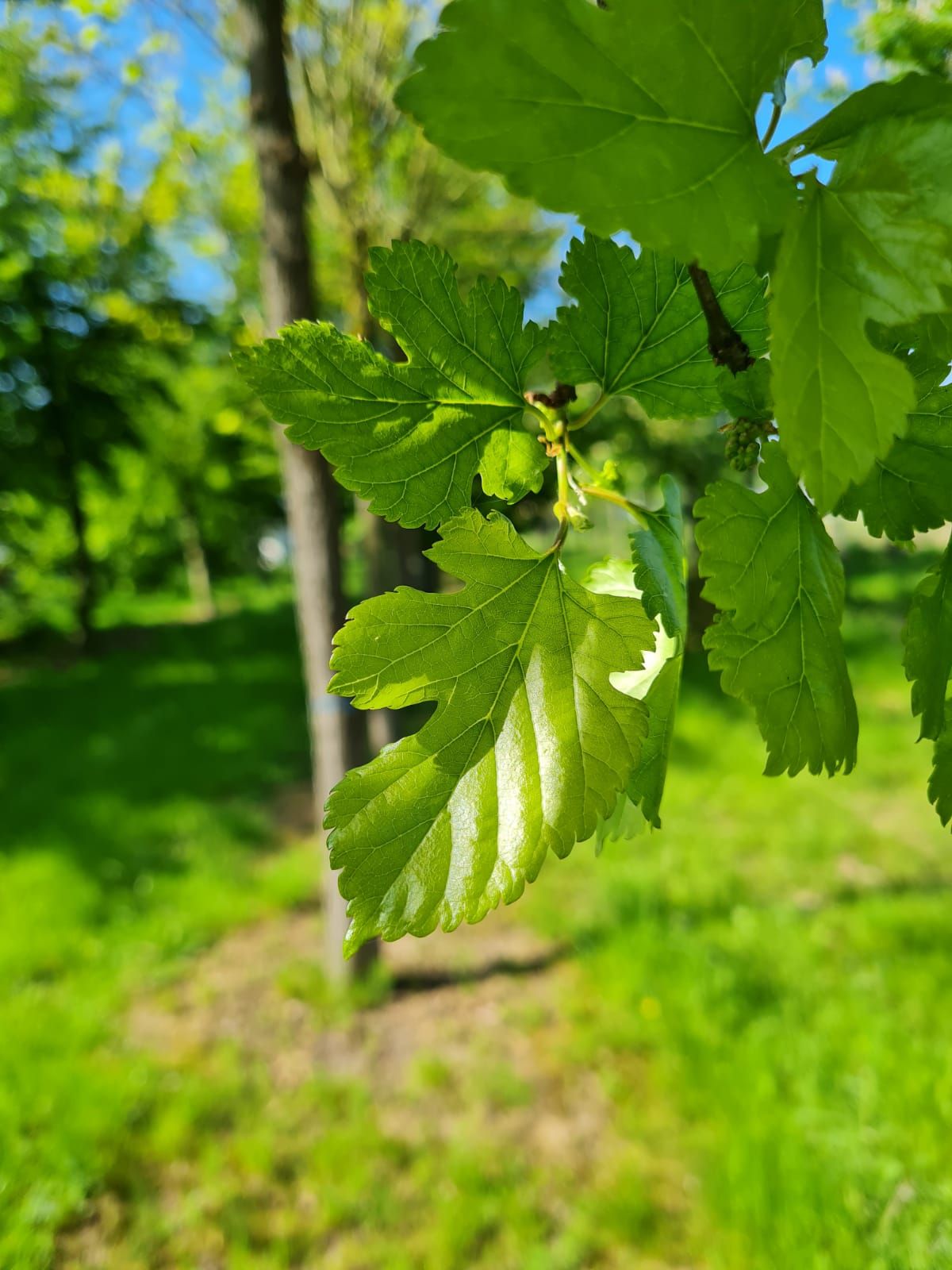 Witte moerbei | Dakvorm