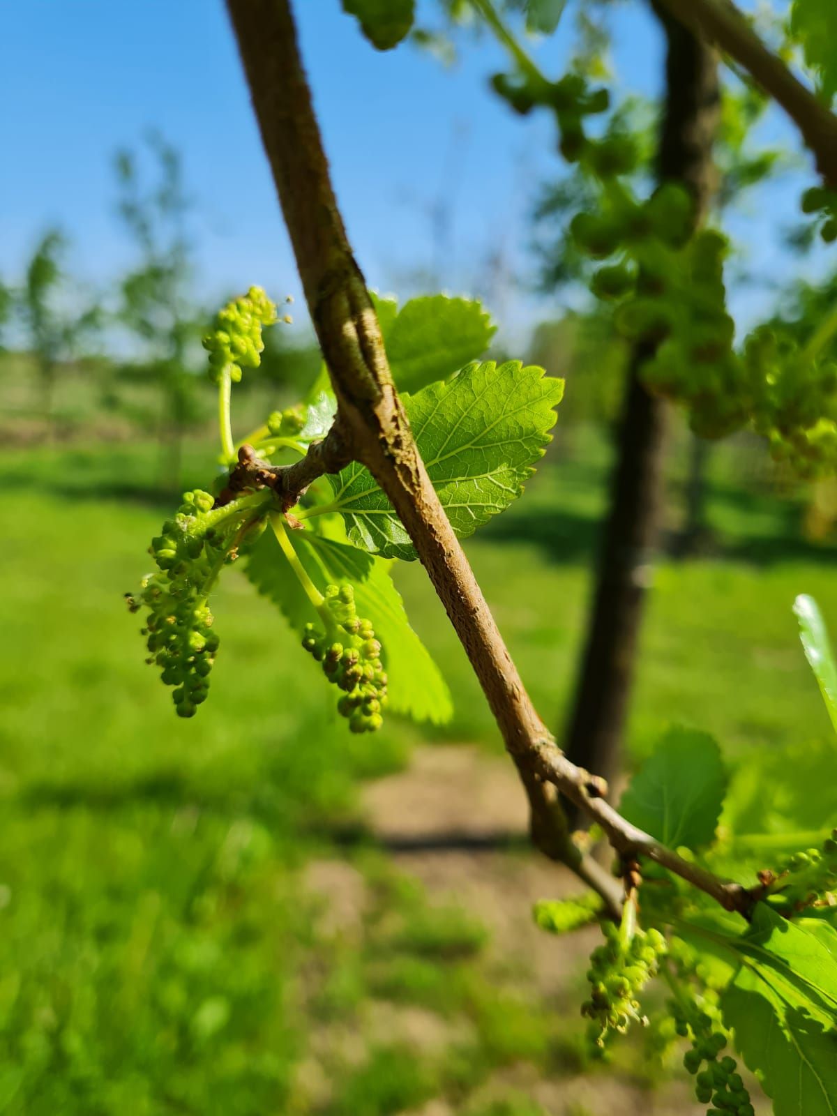 Witte moerbei | Dakvorm
