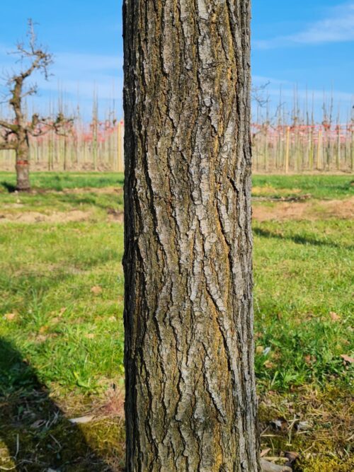 Witte Moerbei | Knotvorm