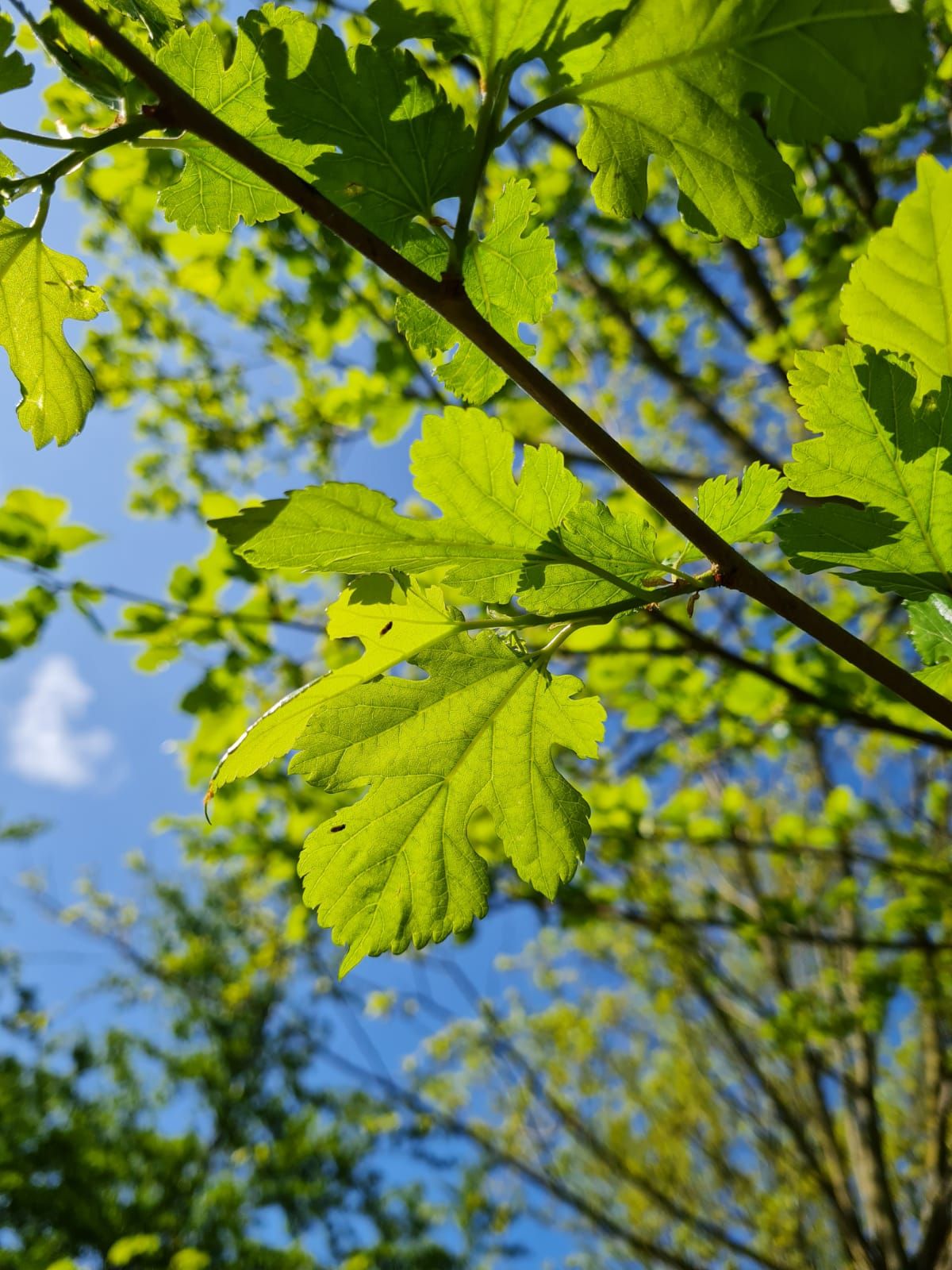 Witte moerbei | Dakvorm