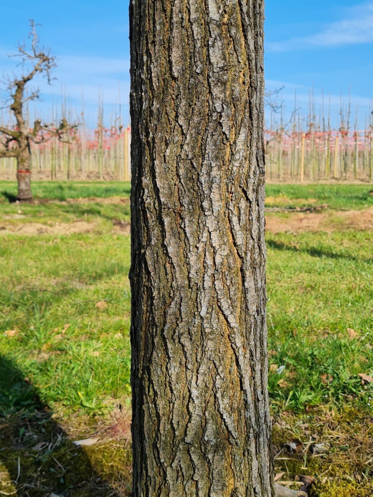 Volwassen Witte moerbei | Hoogstam