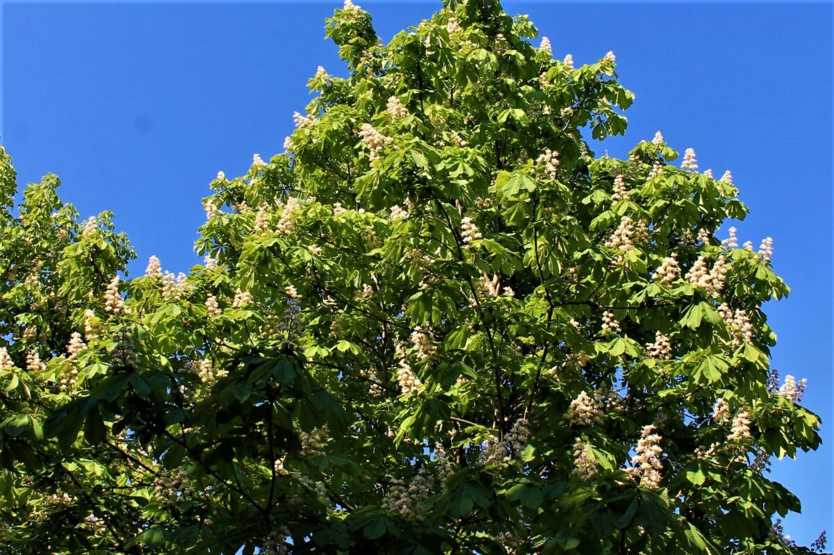 Witte paardenkastanje | Hoogstam