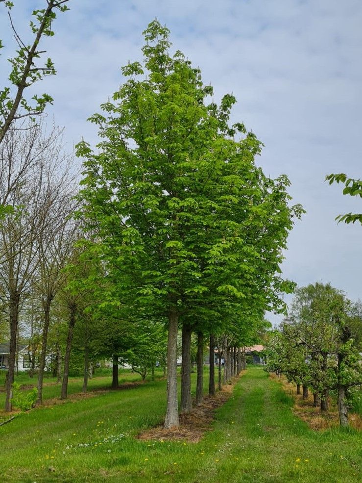 Witte paardenkastanje | Hoogstam