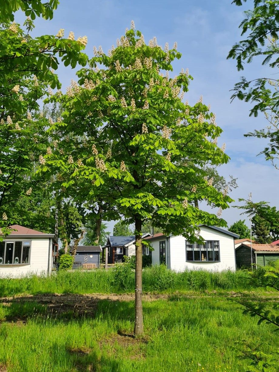 Witte paardenkastanje | Hoogstam