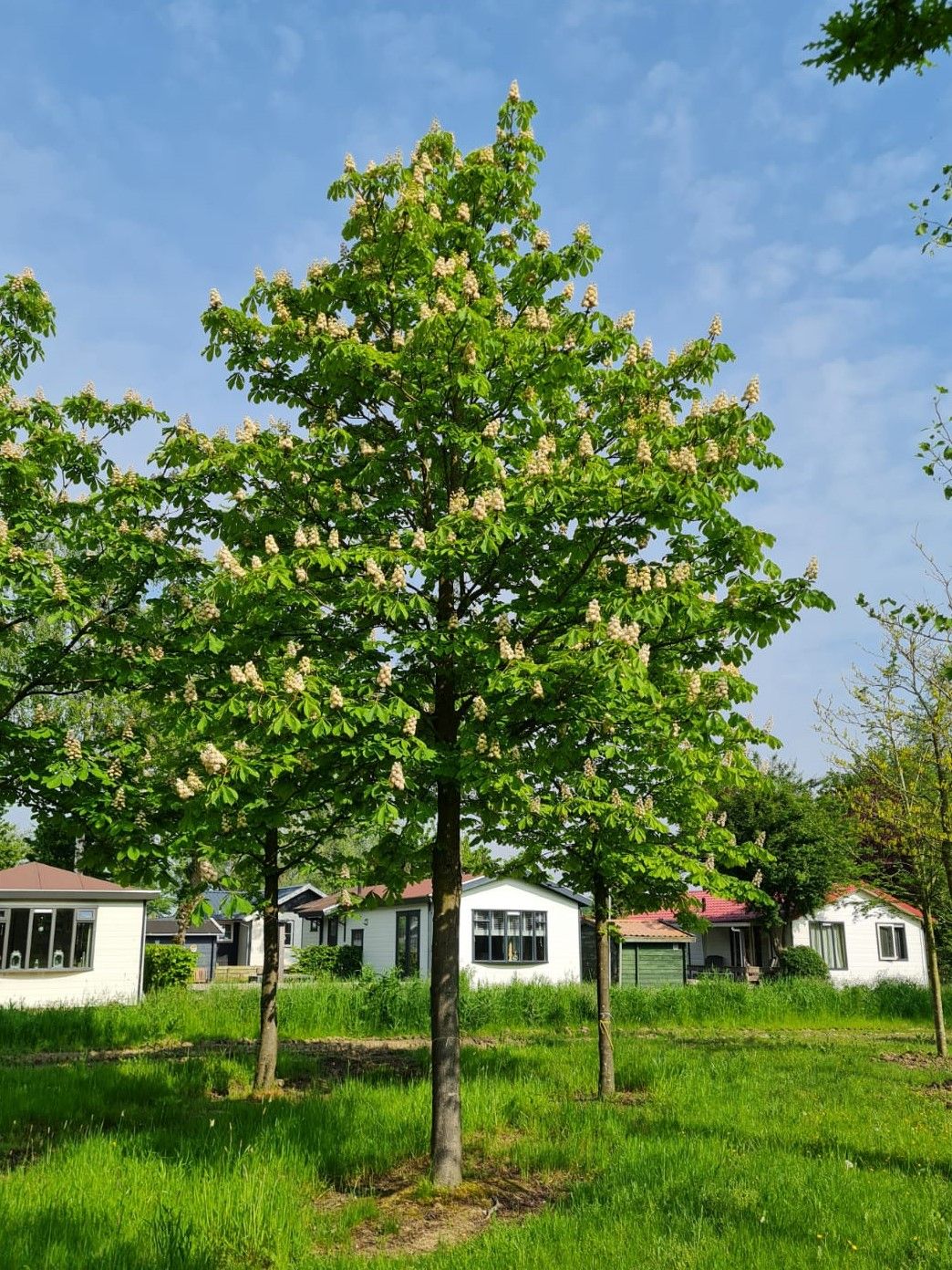 Witte paardenkastanje | Hoogstam