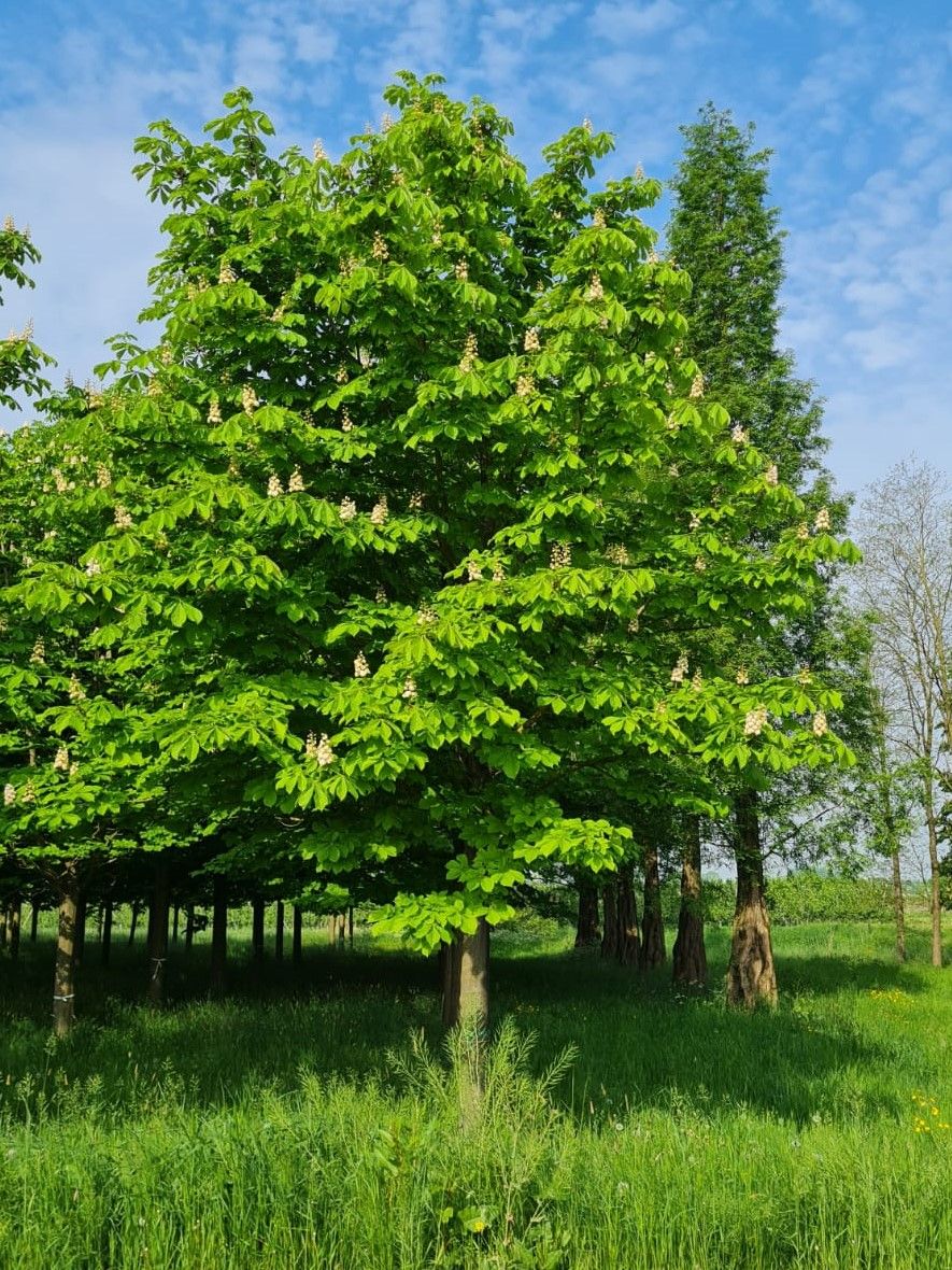 Witte paardenkastanje | Hoogstam