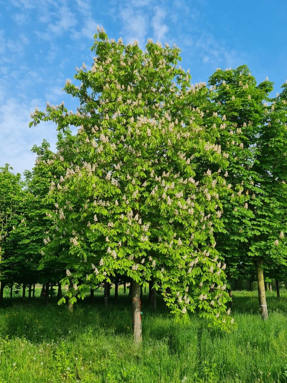 Witte paardenkastanje | Hoogstam