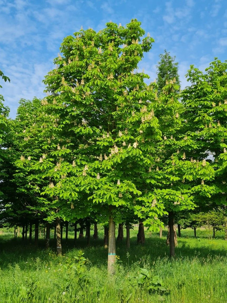 Witte paardenkastanje | Hoogstam