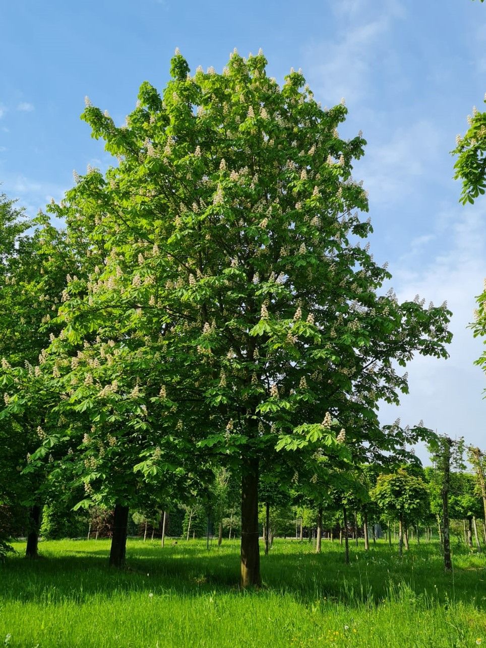Witte paardenkastanje | Hoogstam