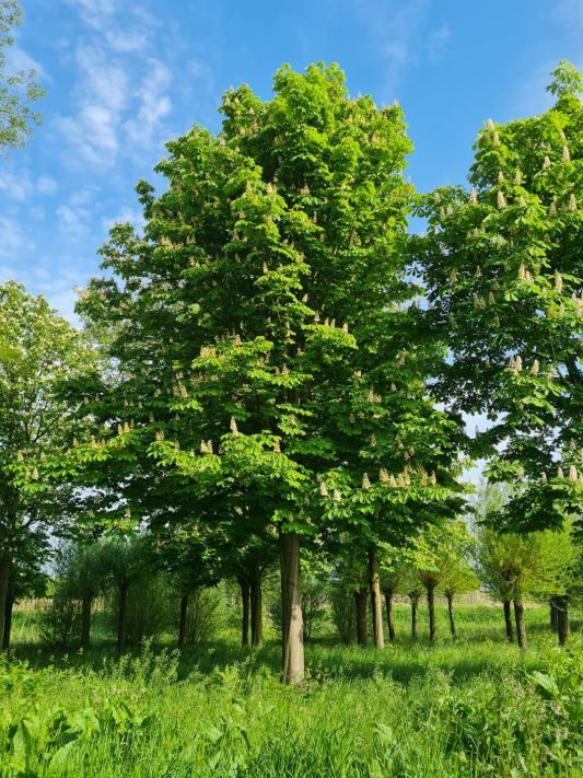 Witte paardenkastanje | Hoogstam