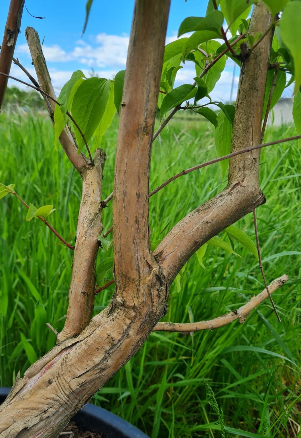 Zevenzonenboom | Meerstammig