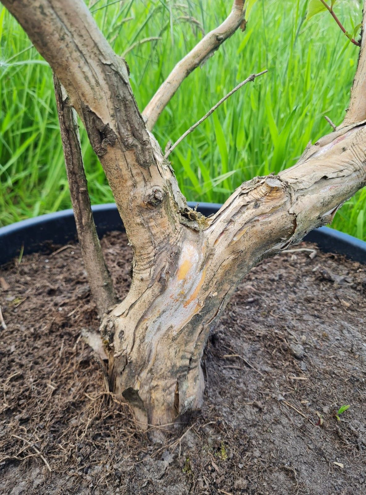 Zevenzonenboom | Meerstammig