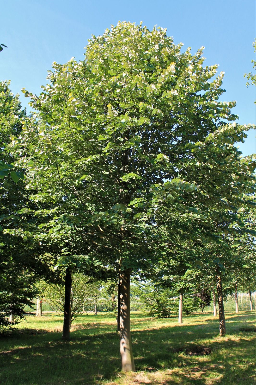 Zilverlinde 'Brabant' | Hoogstam