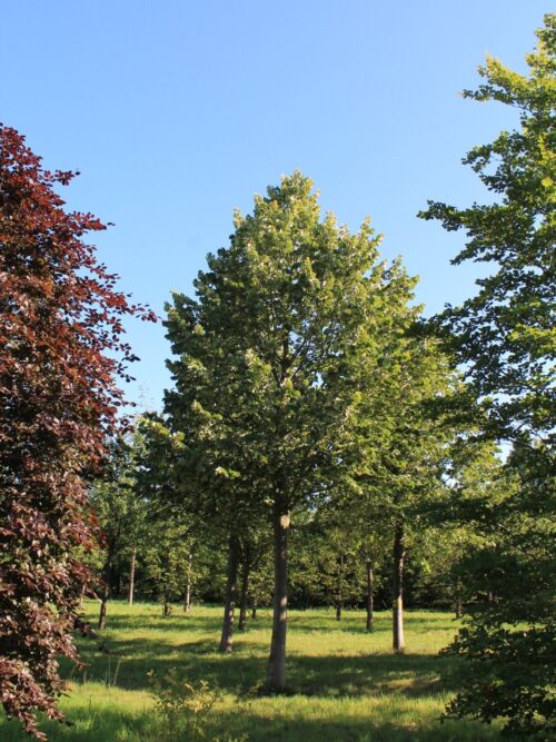 Noorse Esdoorn 'Eurostar' | Hoogstam