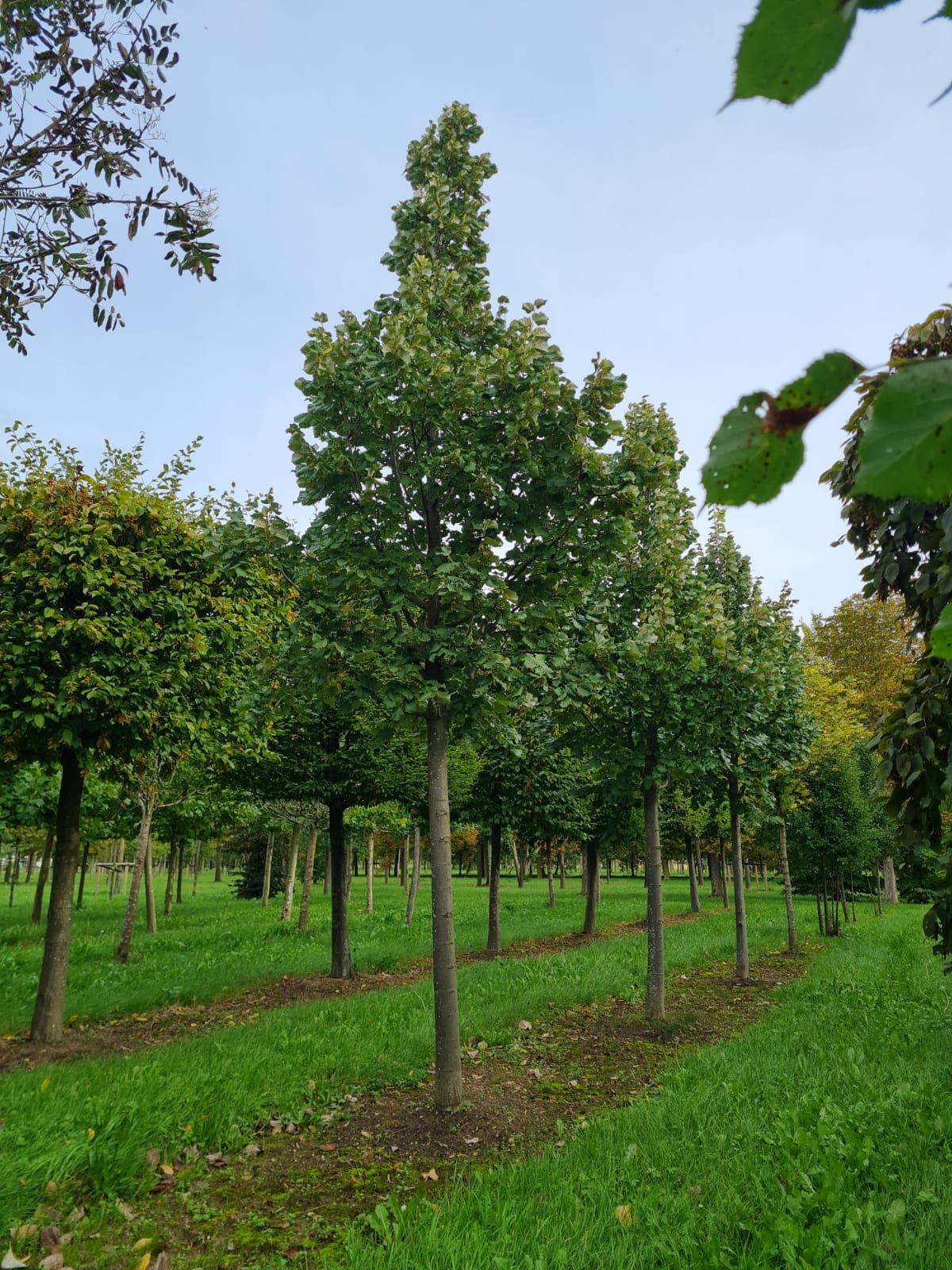 Zilverlinde 'Brabant' | Hoogstam