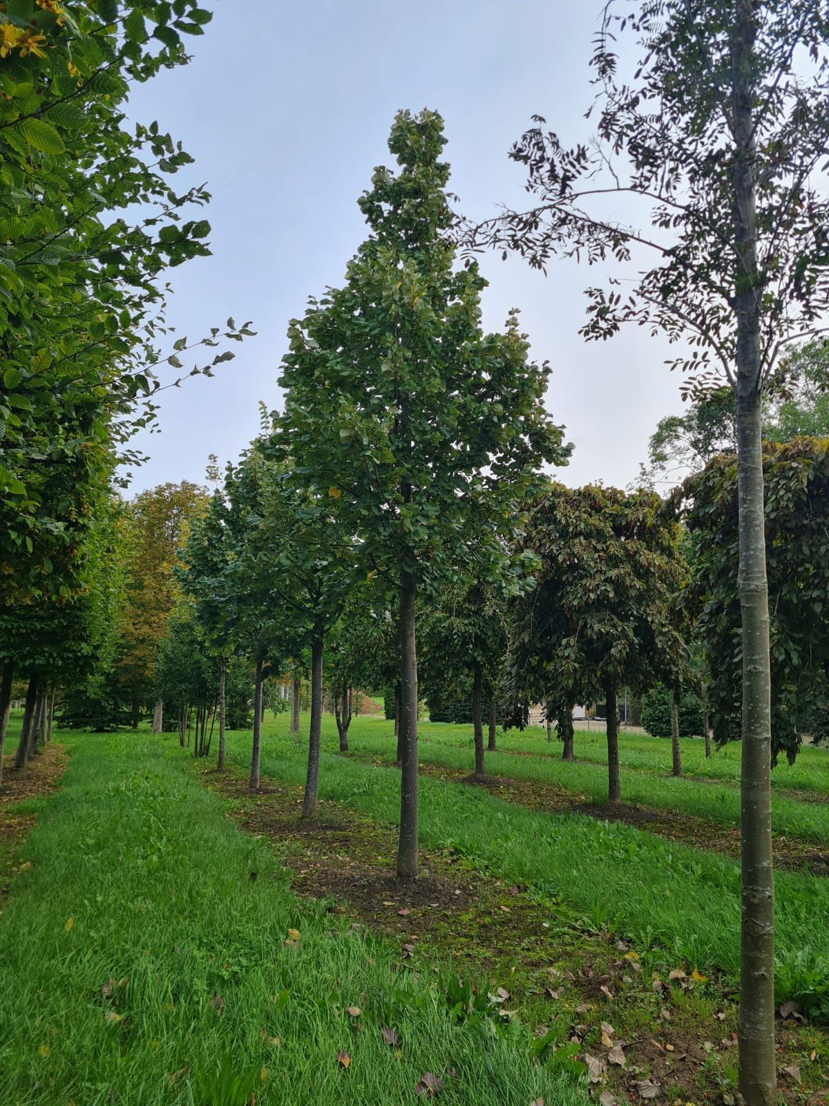 Zilverlinde 'Brabant' | Hoogstam