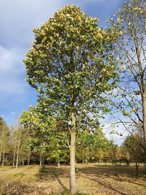 Zilverlinde 'Brabant' | Hoogstam