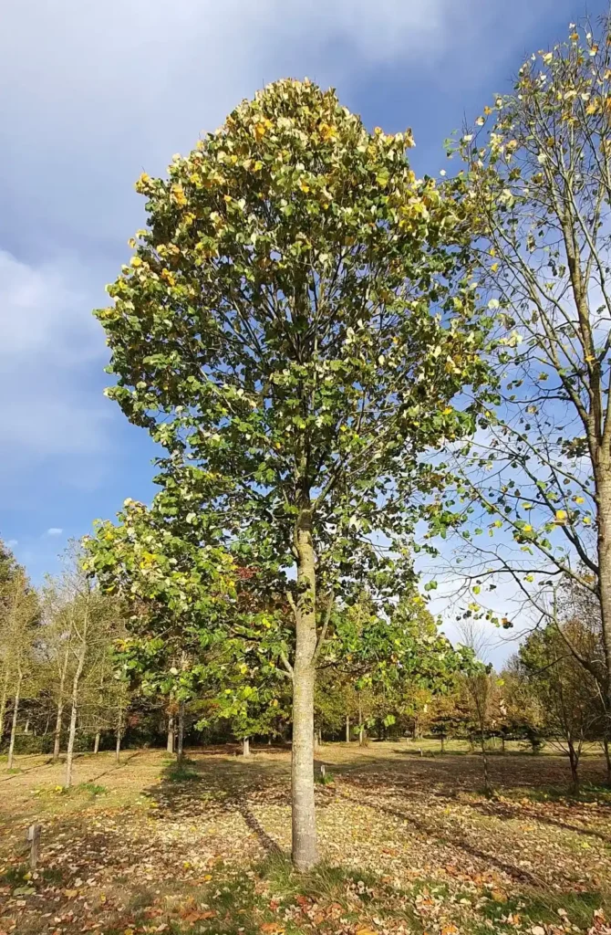 Zilverlinde 'Brabant' | Hoogstam