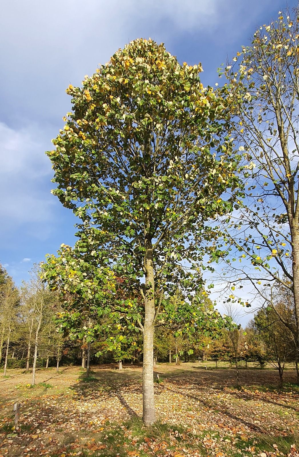 Zilverlinde 'Brabant' | Hoogstam
