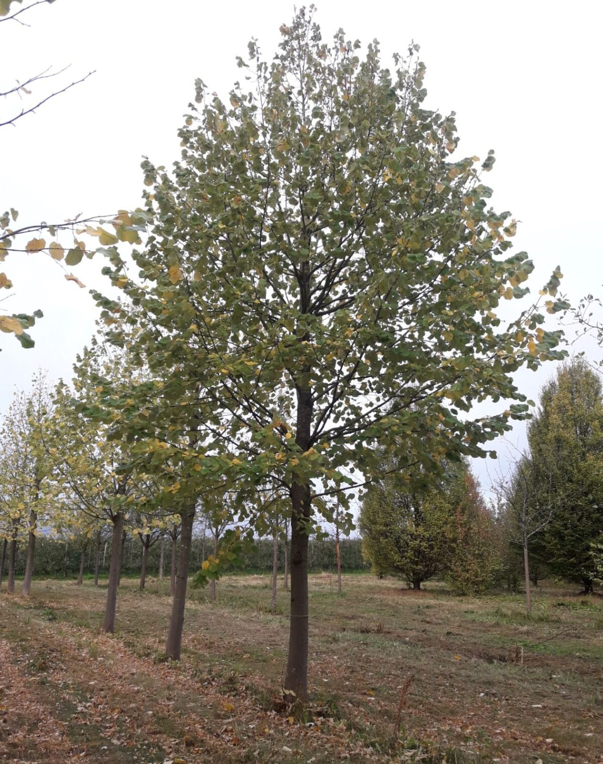 Zilverlinde 'Brabant' | Hoogstam