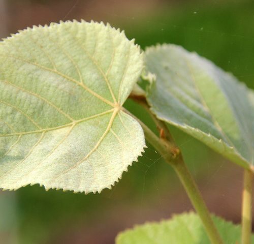 Zilverlinde 'Brabant' | Hoogstam