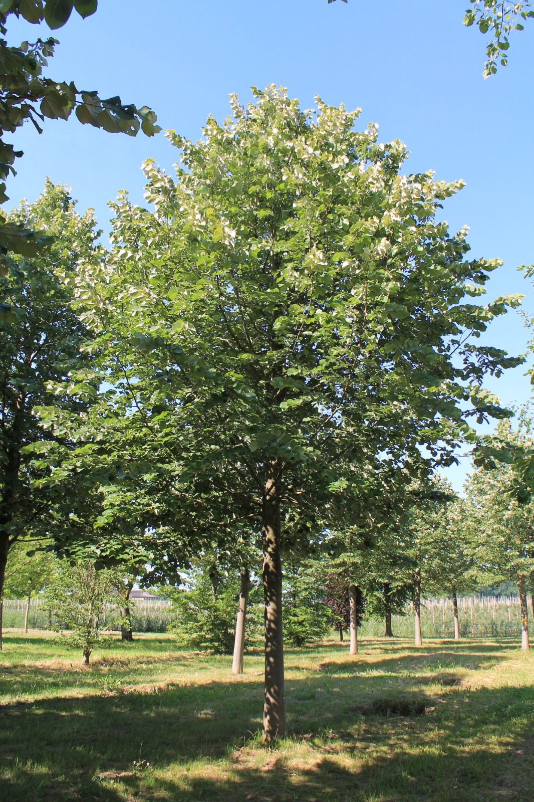 Zilverlinde 'Brabant' | Hoogstam